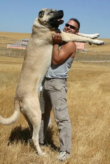 Порода собак турецкий кангал фото цена Kangal Özellikleri: Kangal, Karabaş da denilen Türkiye de yetiştirilmekte olan b