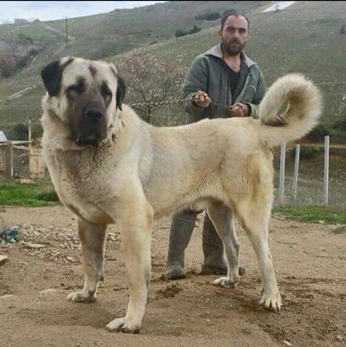 Порода собак турецкий кангал фото цена The strongest dog breed in the world, The Turkish Kangal with 760 psi bite force