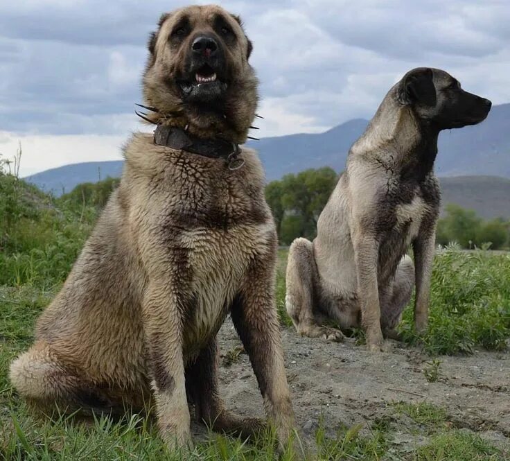 Порода собак турецкий кангал фото цена Kangal Ve Anadolu Çoban Köpeği Bir Arada Kangal köpeği, Çoban köpeği, Köpek