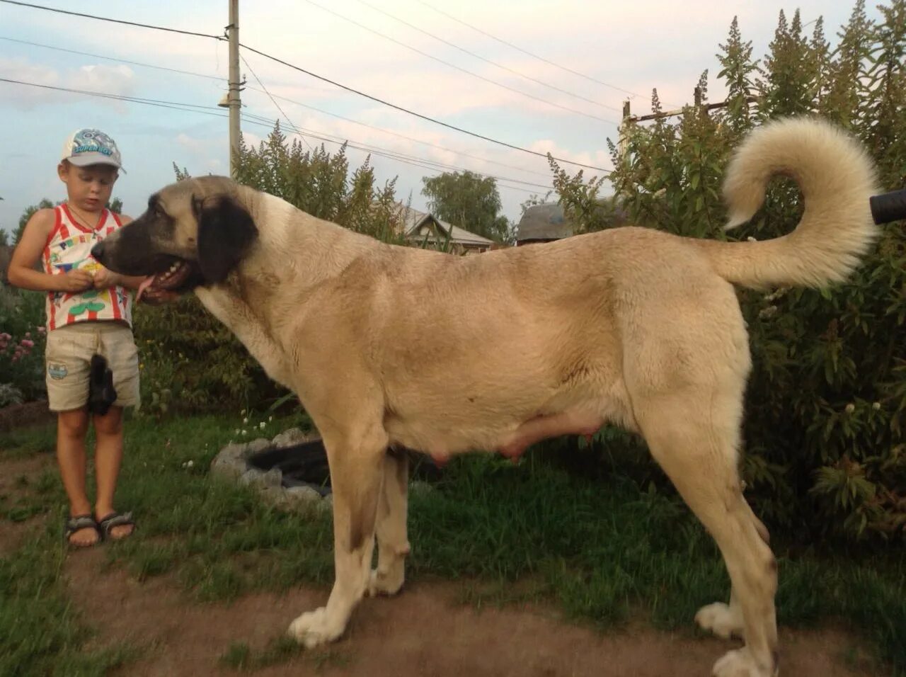 Порода собак турецкий кангал фото цена ПОМЕТ И-2016 РКФ (КАНГАЛ) - КАНГАЛ (KANGAL ÇÖBAN KÖPEĞI) - Питомник среднеазиатс