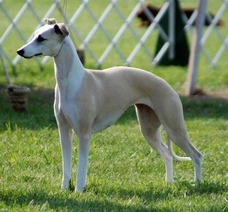 Порода собак уиппет фото Whippet Whippet dog, Beautiful dogs, Pretty dogs