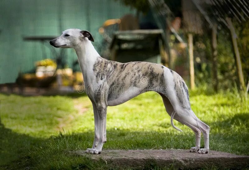 Порода собак уиппет фото Whippet. Female standing in the show posittion , #Sponsored, #Female, #Whippet, 