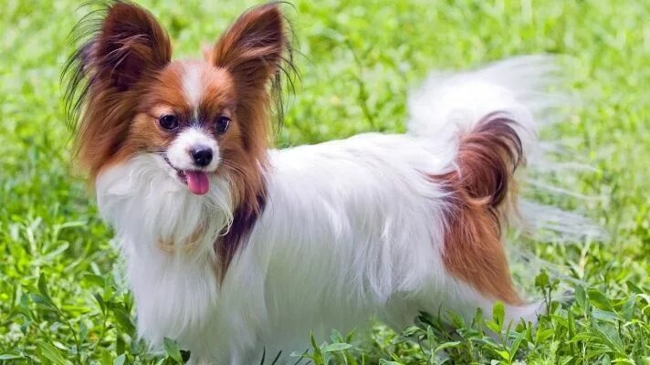 Порода собак уши бабочки фото Papillon Best dog breeds, Dog breeds, Papillon dog