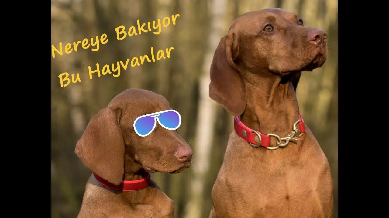 Порода собак венгерская выжла фото цена щенка EN KOMİK HAYVANLARIN GEZEGENİ, YARAMAZ EVCİL KEDİ VE KÖPEKLER,2020, EN SEVİMLİLE