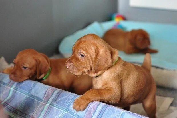 Порода собак венгерская выжла фото цена щенка The 20 Best "Off the Leash" Dog Breeds Vizsla, Puppies, Vizsla puppies