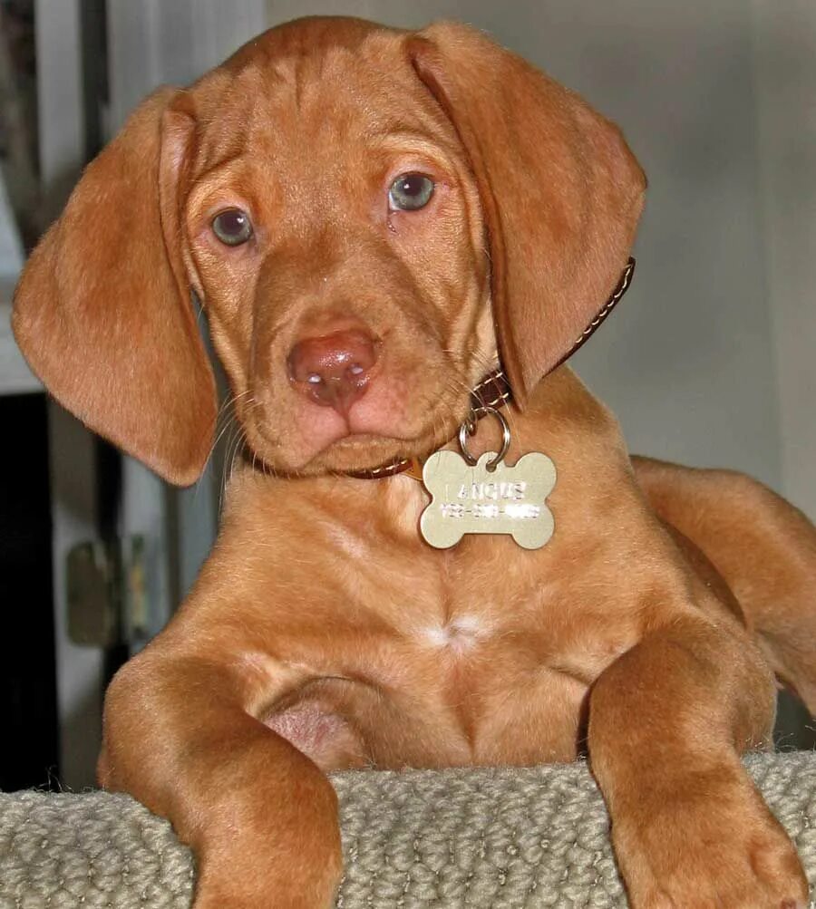 Порода собак венгерская выжла фото цена щенка Hungarian breed,"Magyar vizsla" Vizsla puppies, Vizsla, Vizsla dogs