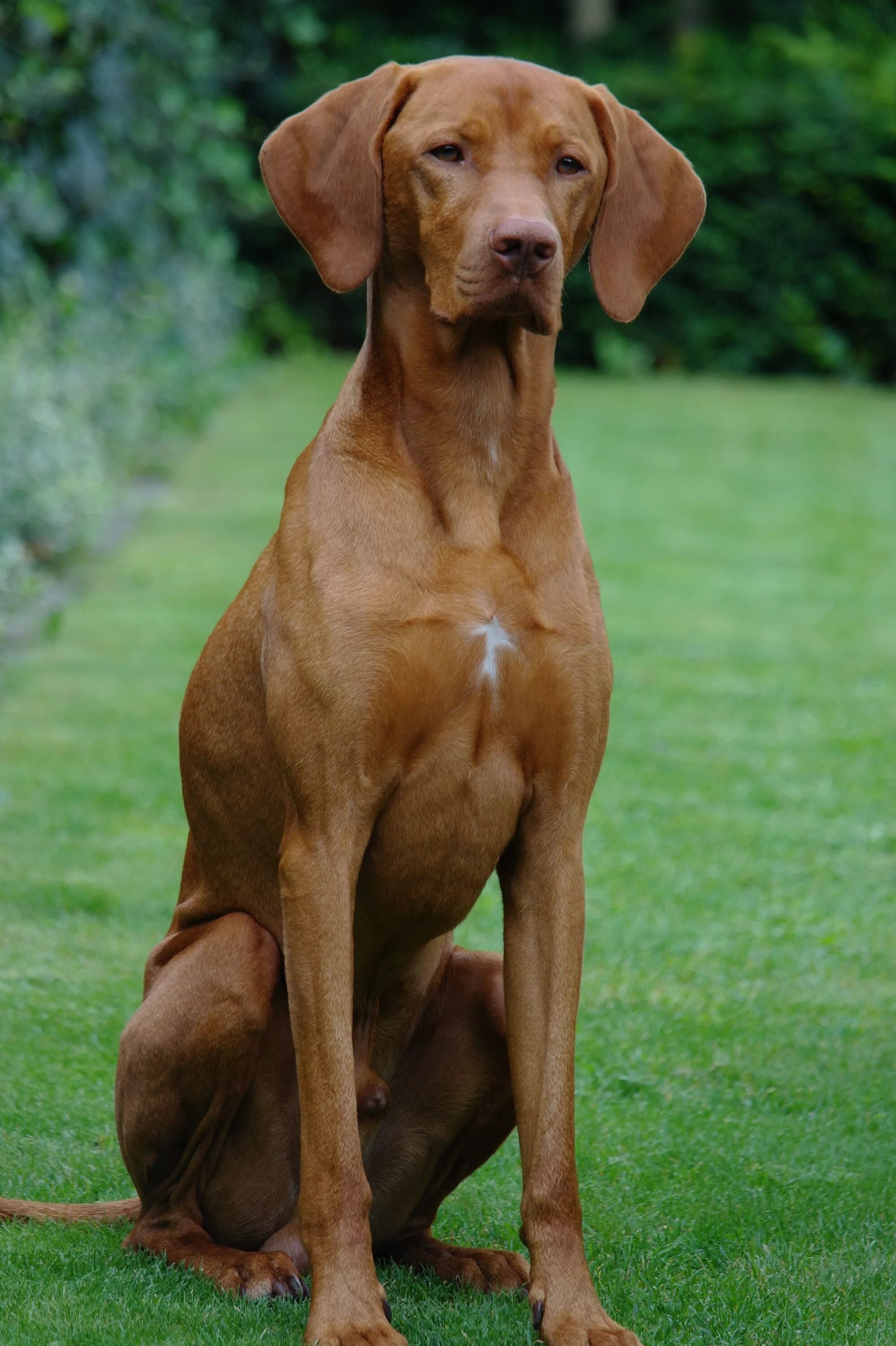 Порода собак венгерская выжла фото цена щенка Vince, zo trots als een... Vizsla, Vizsla dogs, Animals beautiful