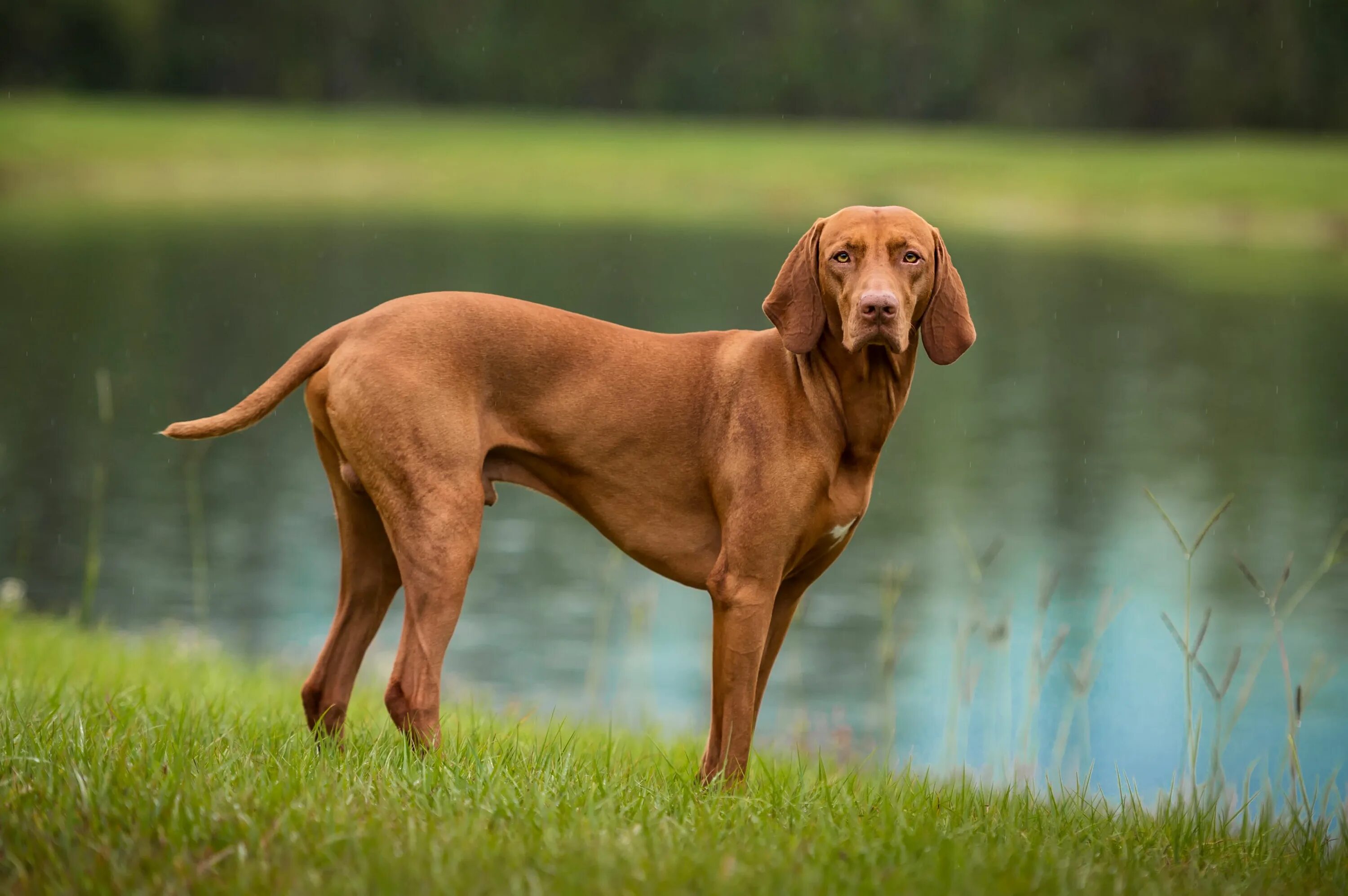 Порода собак венгерская выжла фото цена щенка Vizsla: Dog Breed Characteristics & Care