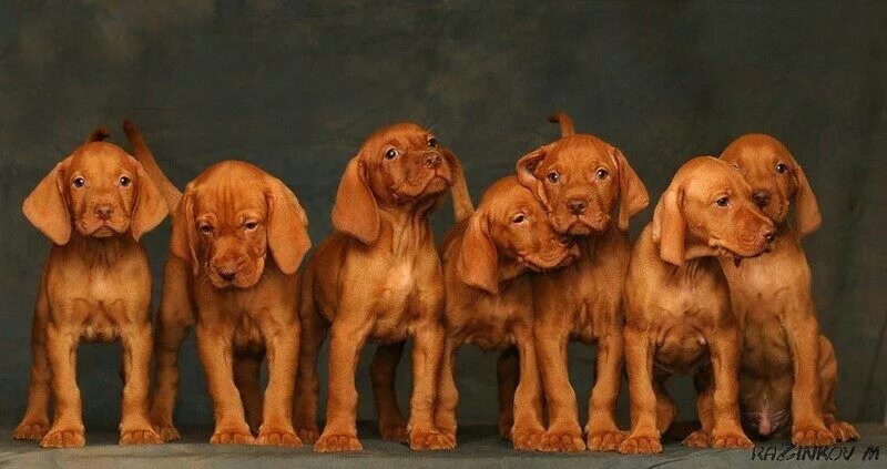 Порода собак венгерская выжла фото цена щенка Mobile Uploads - Elena Maryanovskaya Facebook Vizsla dogs, Vizsla, Vizsla puppie