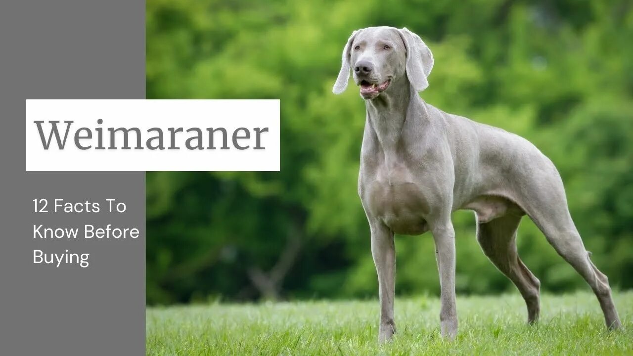 Порода собак веймаранер фото Weimaraner Dog Breed: 12 Facts To Know Before Buying - YouTube