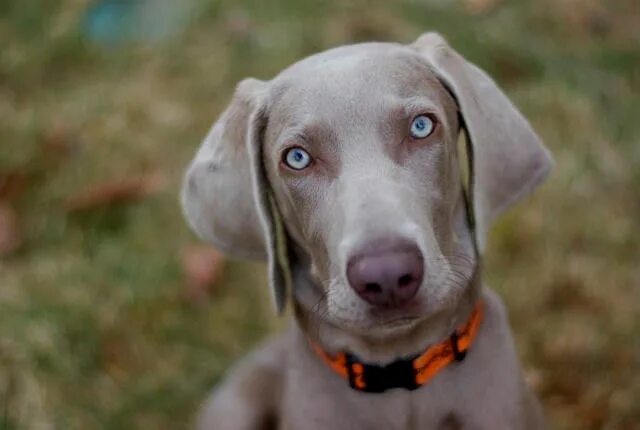 Dogs and Chicken Bones - Is it Safe? Weimaraner dogs, Weimaraner puppies, Cute d