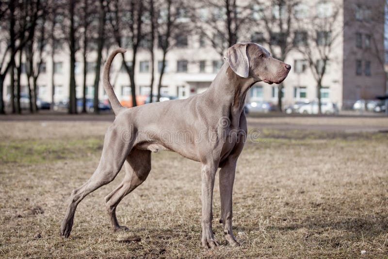 Порода собак веймаранер фото Weimaraner dog outside stock image. Image of grey, evening - 42864915