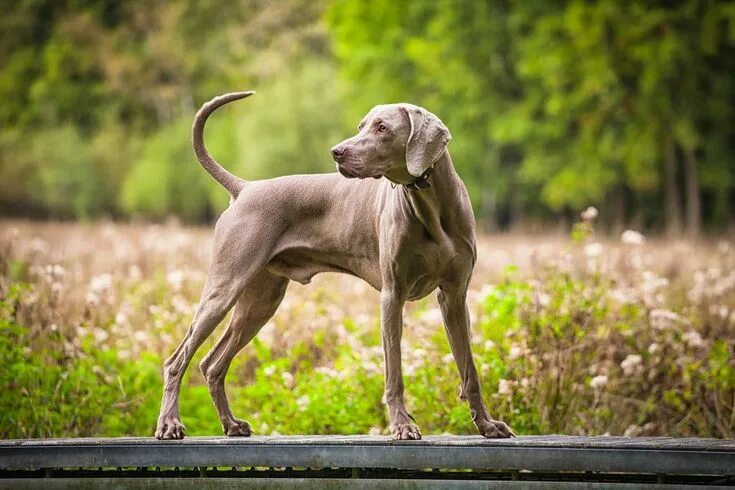 Порода собак веймаранер фото Pin by Mark on Dogs Weimaraner dogs, Weimaraner, Dog breeds