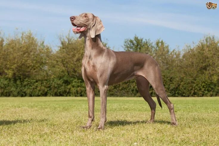 Порода собак веймаранер фото Pin by Thayde Rodriguez on Weimaraner Weimaraner dogs, Dog breeds, Best dog bree