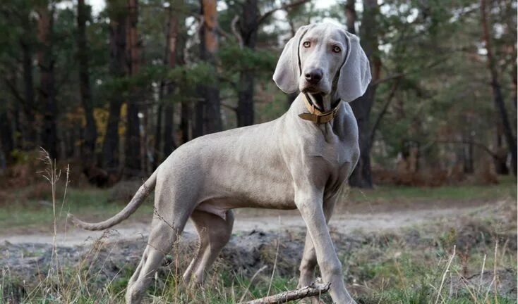 Порода собак веймаранер фото Life with a Weimaraner