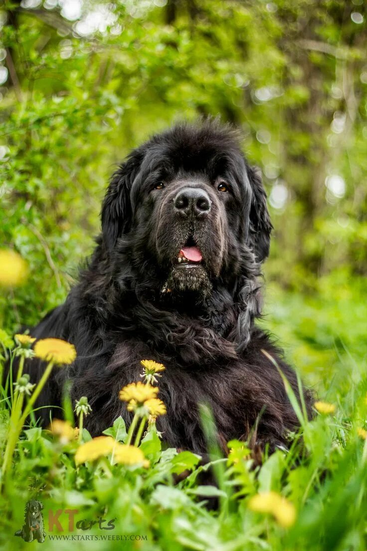 Порода собак водолаз фото Newfoundland dog #NewfoundlandDog Landseer dog, Newfoundland dog, Newfoundland p