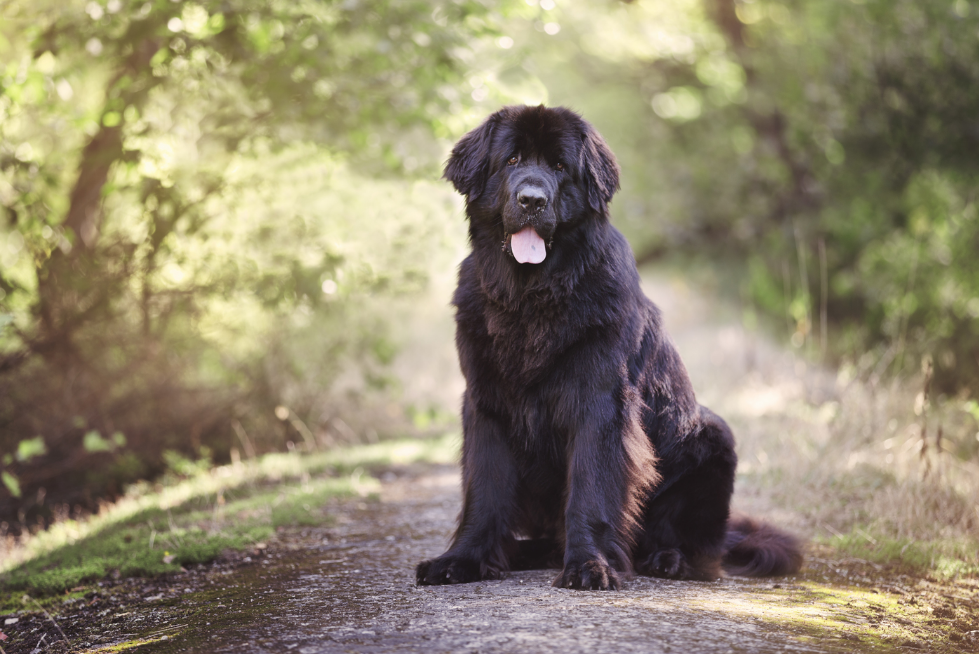 Порода собак водолаз фото Снято с помощью Lightshot Dog pictures, Newfoundland, Puppies