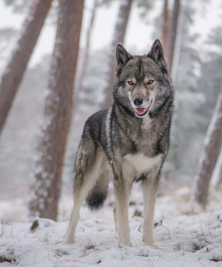 Порода собак волкособ фото Pin by Avery Fisher on Paintings Wolf dog, Pet wolf, Wolf photography