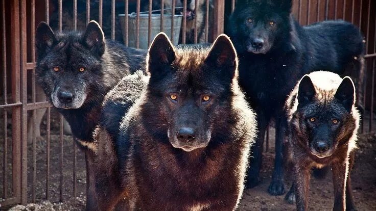 Порода собак волкособ фото Russian Wolfhound - Remarkable Wolfdog Wolf dog, Russian wolfhound, Wolfhound