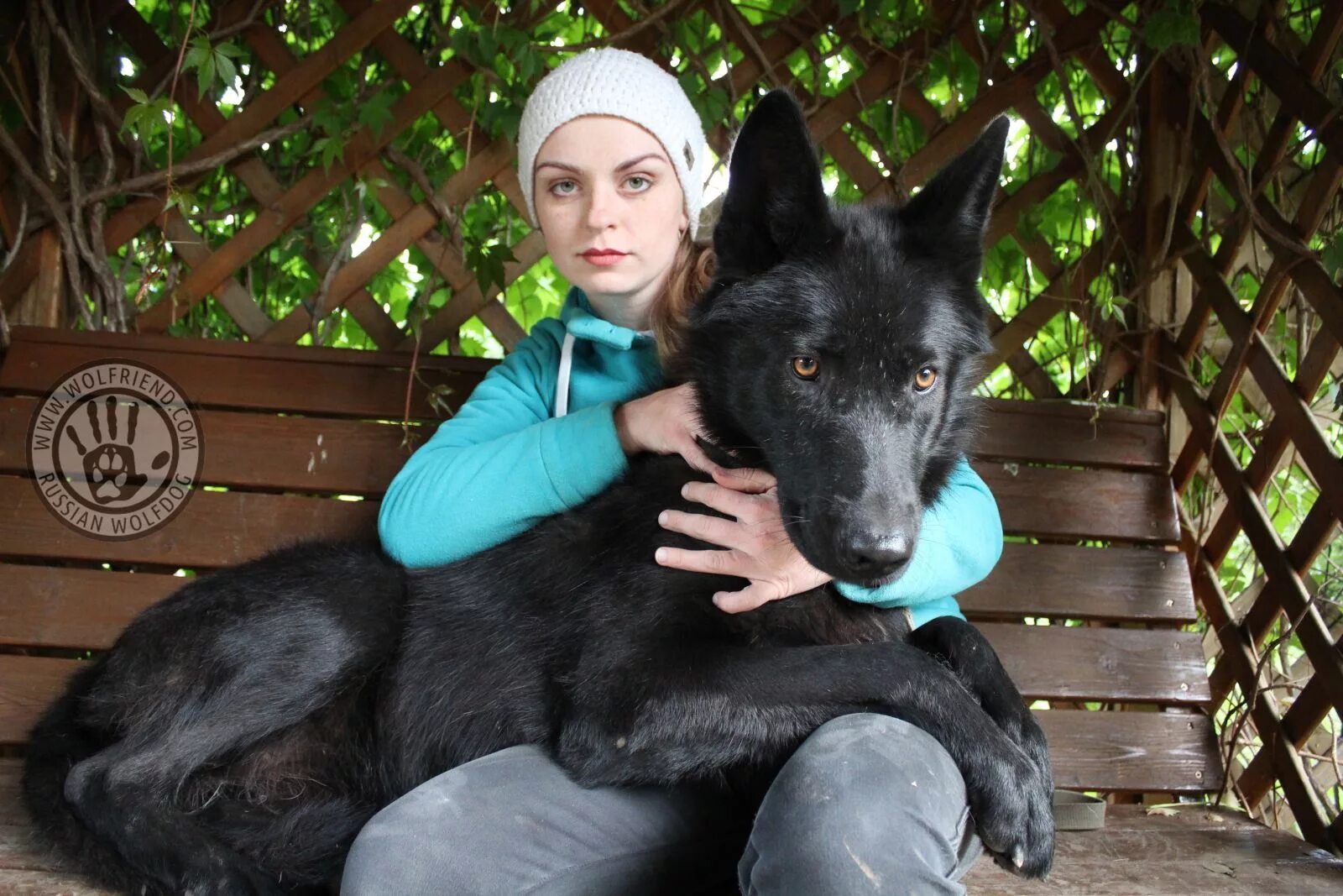 Порода собак волкособ фото WOLFRIEND WOLFDOG - RUSSIAN WOLFDOG KENNEL wolfdog hybrid http://wolfriend.com