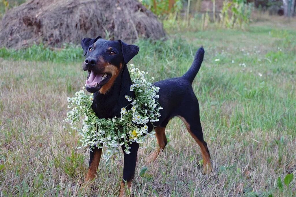 Jagdterier: opis, charakter i częste choroby zalecenia weterynarza Miniature dog