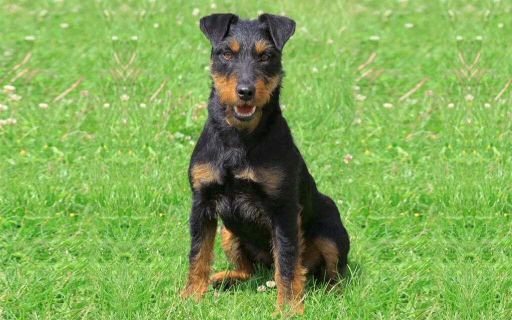 Порода собак ягдтерьер фото Jagd Terrier Breed information & Pictures Euro Puppy