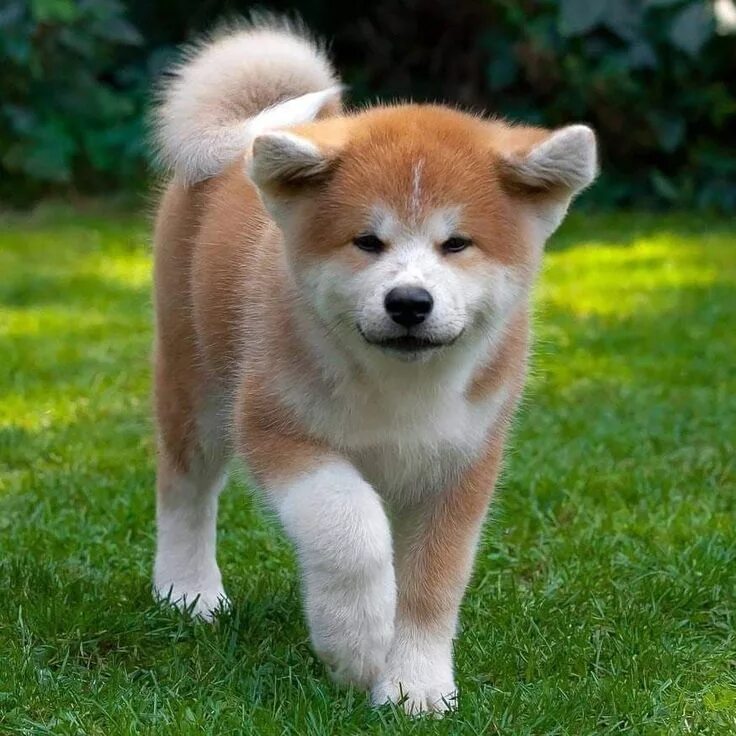 Порода собак японская акита фото Pin by Kyunghee Park on Akita inu Akita dog, Cute small animals, Cute puppies