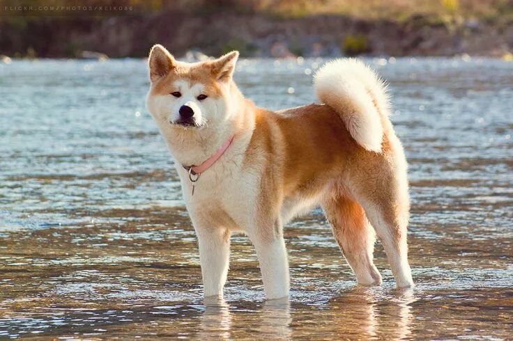 Порода собак японская акита фото Порода собак американский акито рост стандарт Perro akita, Perro japones, Perros