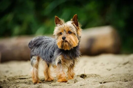 Порода собак йорк фото "Yorkshire Terrier" Зображення - огляд 59,427 Стокові фото, векторні зображення 