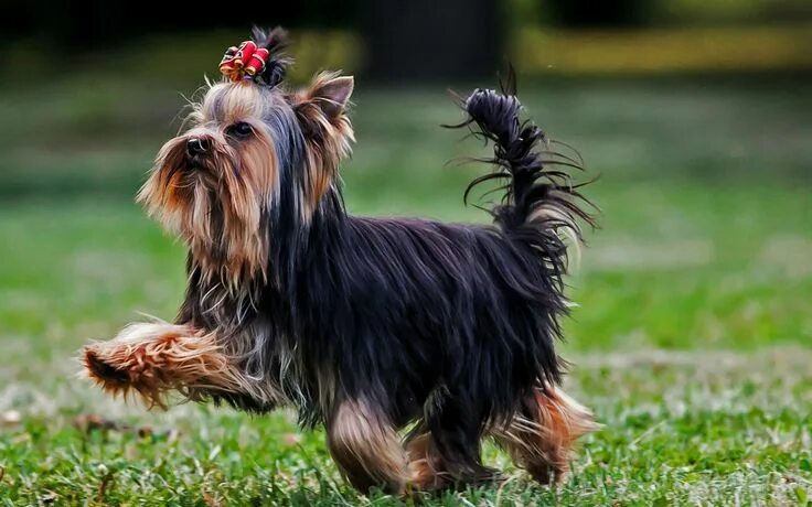 Порода собак йорк фото Pin by Loretta Selby Zimmerman on Yorkshire terrier Yorkshire terrier, Yorkie, Y