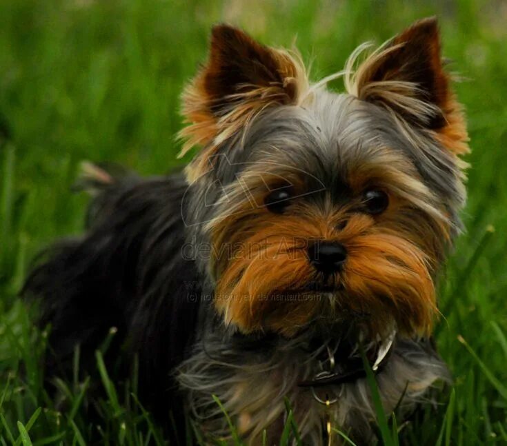 Порода собак йоркширский терьер фото gizmo's haircut Yorkshire terrier, Yorkie dogs, Yorkie puppy