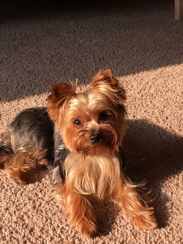 Порода собак йоркширский терьер фото Stevie sunning himself Yorkie love in 2024 Yorkie terrier, Yorkshire terrier, Yo