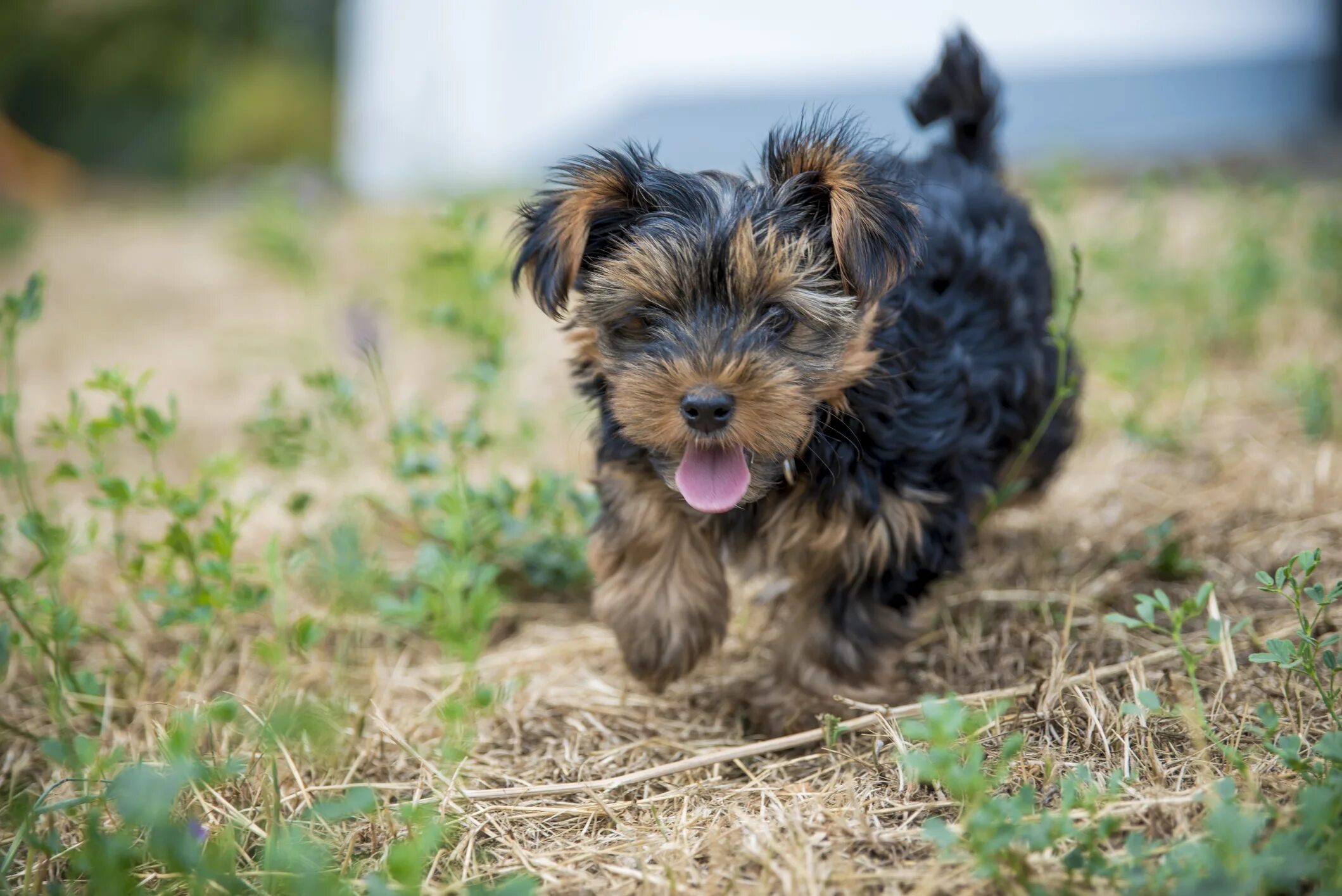 Порода собак йоркширский терьер фото güneş ışığı Bastırma Otomatik mini yorkshire terrier kennel İhmal kıyafetlerimi 