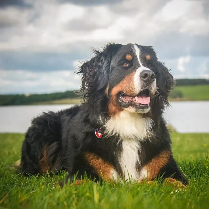 Порода собак зенненхунд фото Pin by Dušan Kaniak on cars Burmese mountain dog puppy, Burmese mountain dogs, B