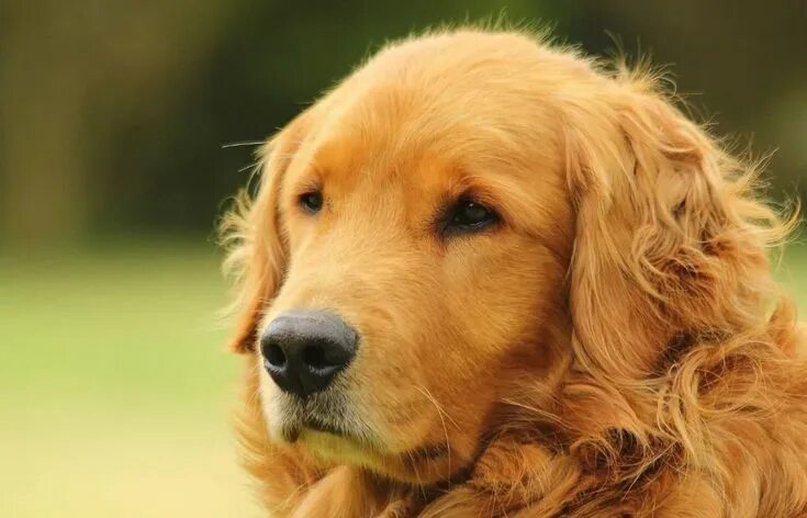 Порода собак золотистый ретривер фото 30 Breeders of Golden Retrievers in Montana (MT) Golden retriever, Retriever, Go