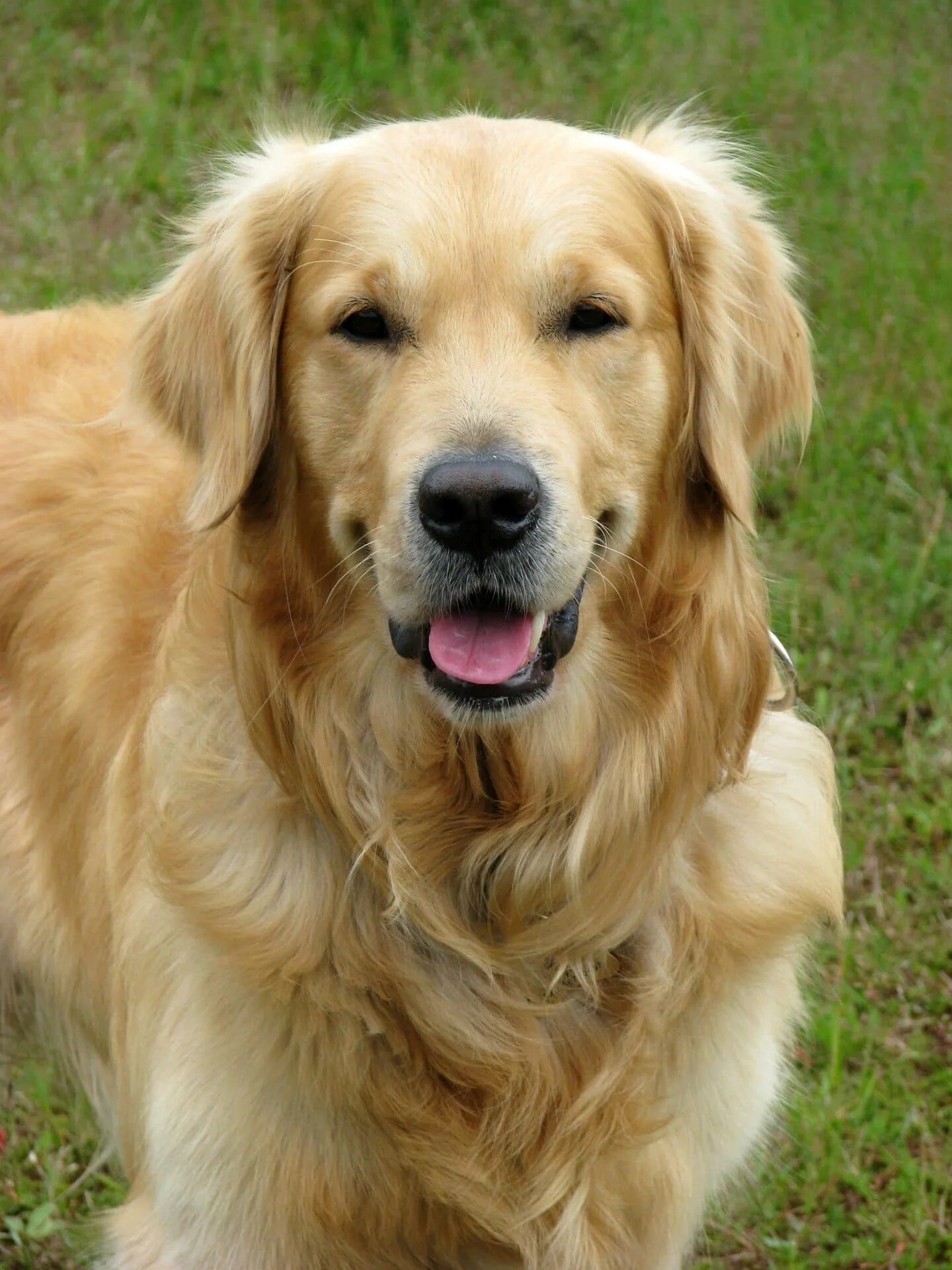 Порода собак золотистый ретривер фото Does golden retrievers bark a lot - antalyabocekilaclama.org