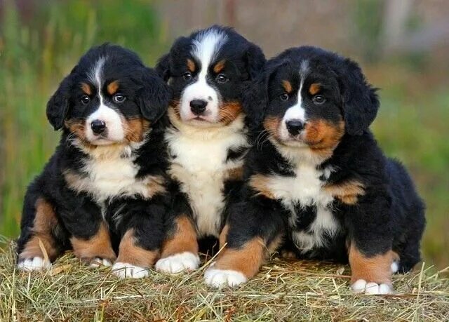 Порода собаки бернский зенненхунд фото Pin by Макарова Светлана on собачки Bernese mountain dog, Animals, Dogs