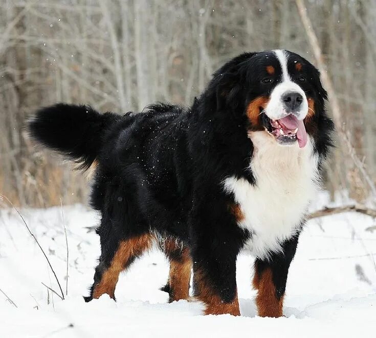 Порода собаки бернский зенненхунд фото Bernese Mountain Dog Mountain dogs, Bernese mountain dog puppy, Burmese mountain