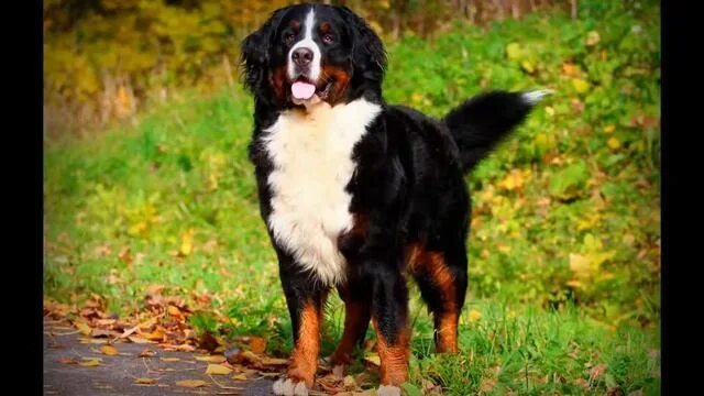 Порода собаки бернский зенненхунд фото Бернский зенненхунд. Bernese Mountain Dog. - смотреть видео онлайн от "Воспитани