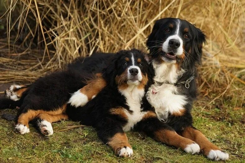 Порода собаки бернский зенненхунд фото Pin van Christiane Tremblay op Animaux chien Berner sennenhond, Honden, Dieren