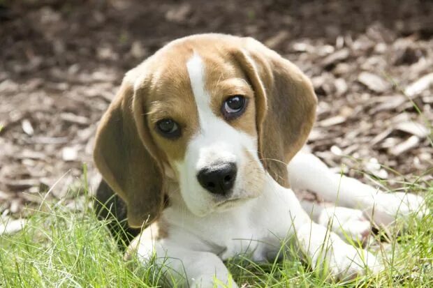 Порода собаки бигль фото щенок cute adorable baby beagle puppy Beagle puppy, Training your dog, Dog breeds