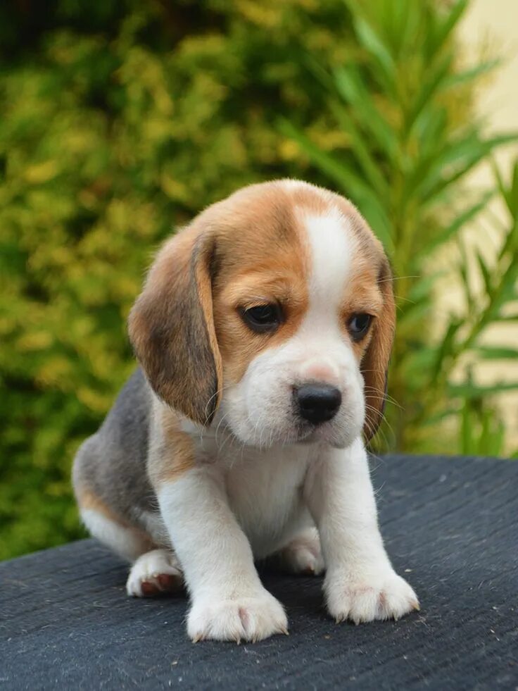 Порода собаки бигль фото щенок Beagle Puppies For Sale Euro Puppy Beagle puppy, Very cute dogs, Cute beagles