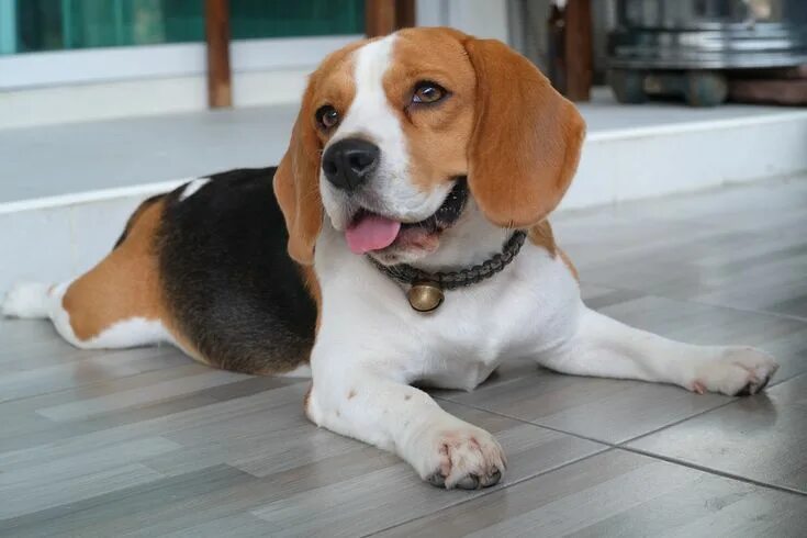 Порода собаки бигль фото щенок Beagle - Dog4Us Caes racas, Cachorro, Ração animal