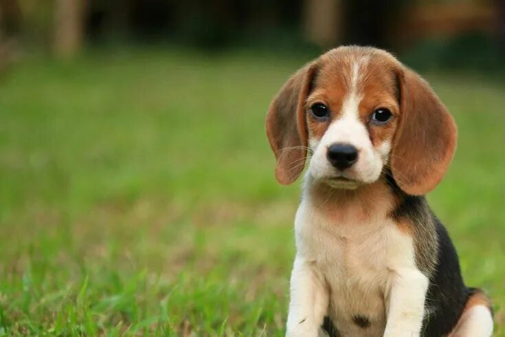 Порода собаки бигль фото щенок Image result for beagle Dog breeds, Happy dogs, Beagle dog