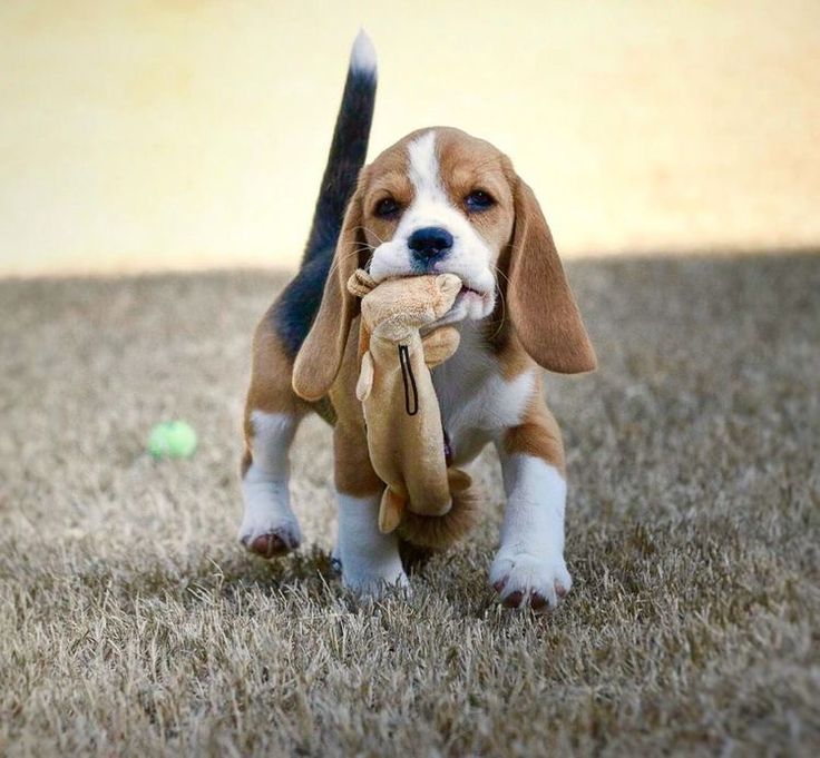 Порода собаки бигль фото щенок Pin on f u r b a b i e s Beagle puppy, Beagle dog, Pets