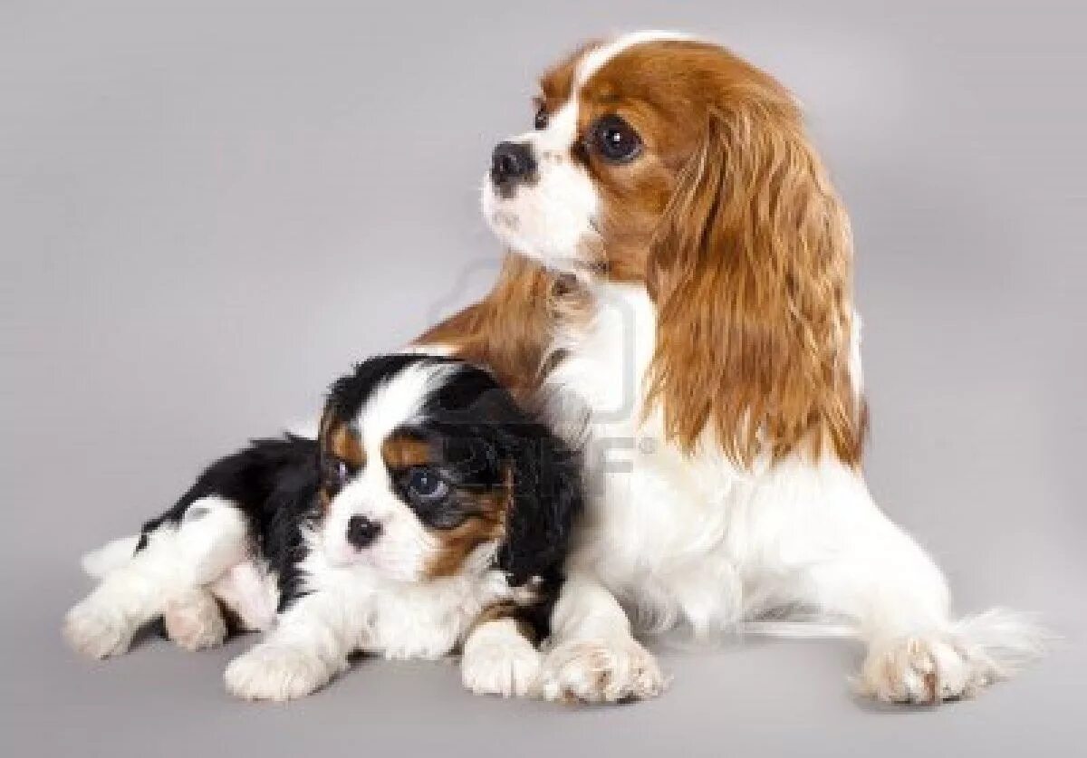 Порода собаки чарльз спаниель фото i love all animals: Cavalier King Charles Spaniel Cavalier king charles dog, Kin