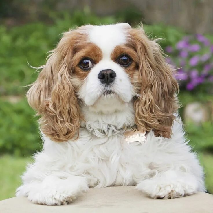 Порода собаки чарльз спаниель фото Cavalier King Charles Spaniel by Leanne Newman #cavalier Cavalier king spaniel, 