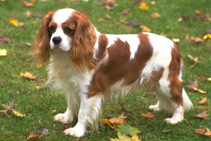 Порода собаки чарльз спаниель фото Cavalier King Charles Spaniel Dog Breed Information Cavalier king charles dog, K