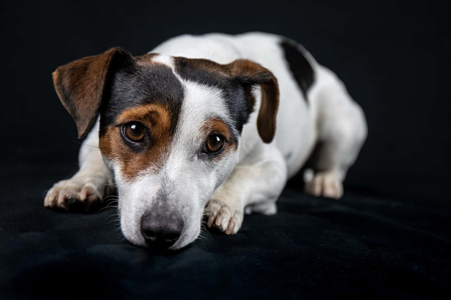 Порода собаки джек рассел фото щенков Jack Russell Terrier pups for sale - 100% Belgian puppy's