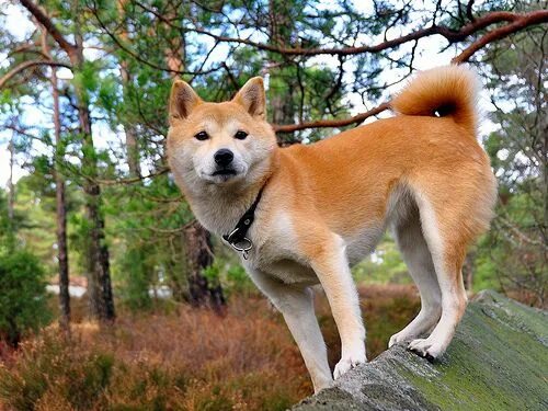 Порода собаки ину фото Shiba in the Forest Japanese dogs, Shiba inu, Japanese dog breeds